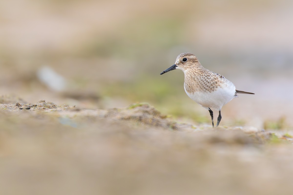 Baird's Sandpiper - ML623131181