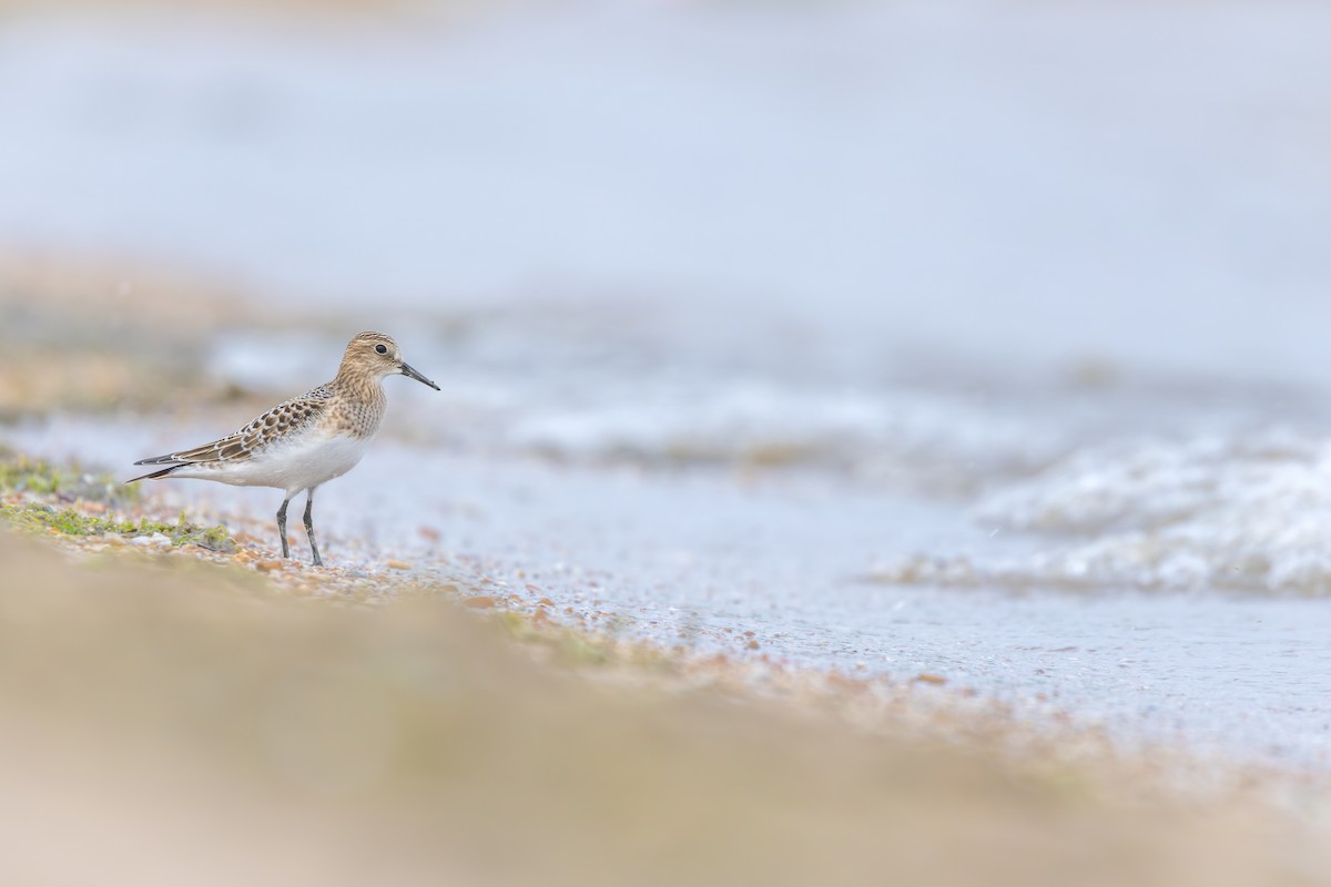 Baird's Sandpiper - ML623131182