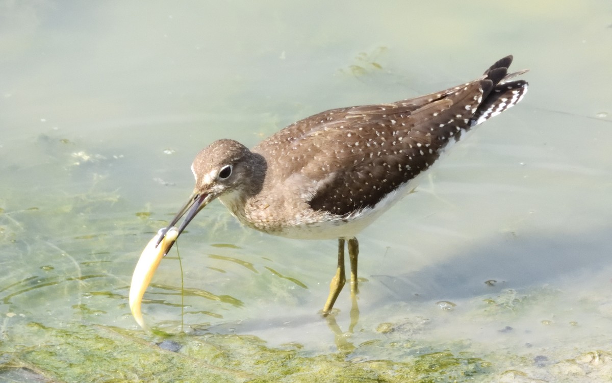 Solitary Sandpiper - ML623131195