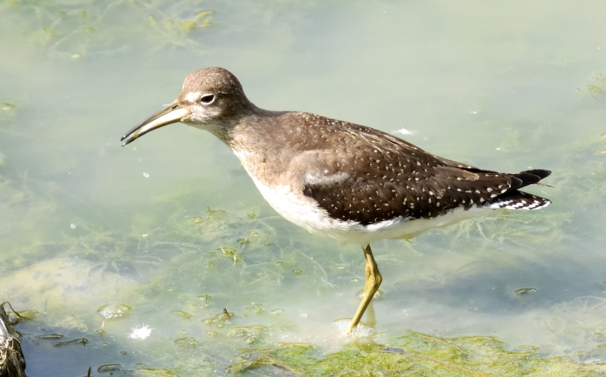 Solitary Sandpiper - ML623131198