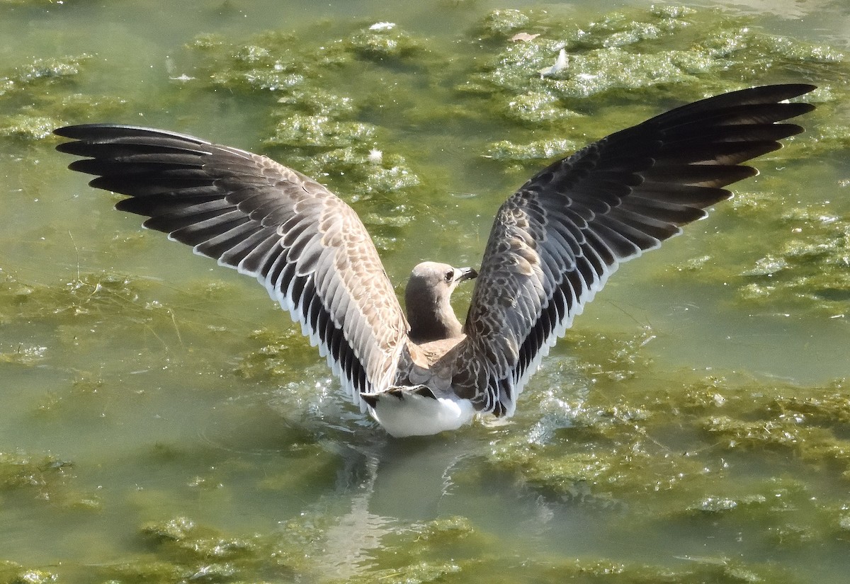 Laughing Gull - ML623131210