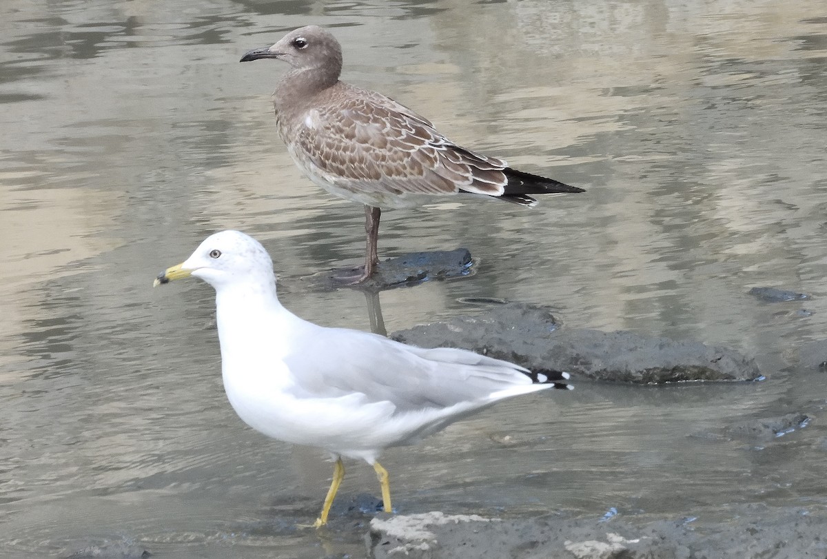 Laughing Gull - ML623131216