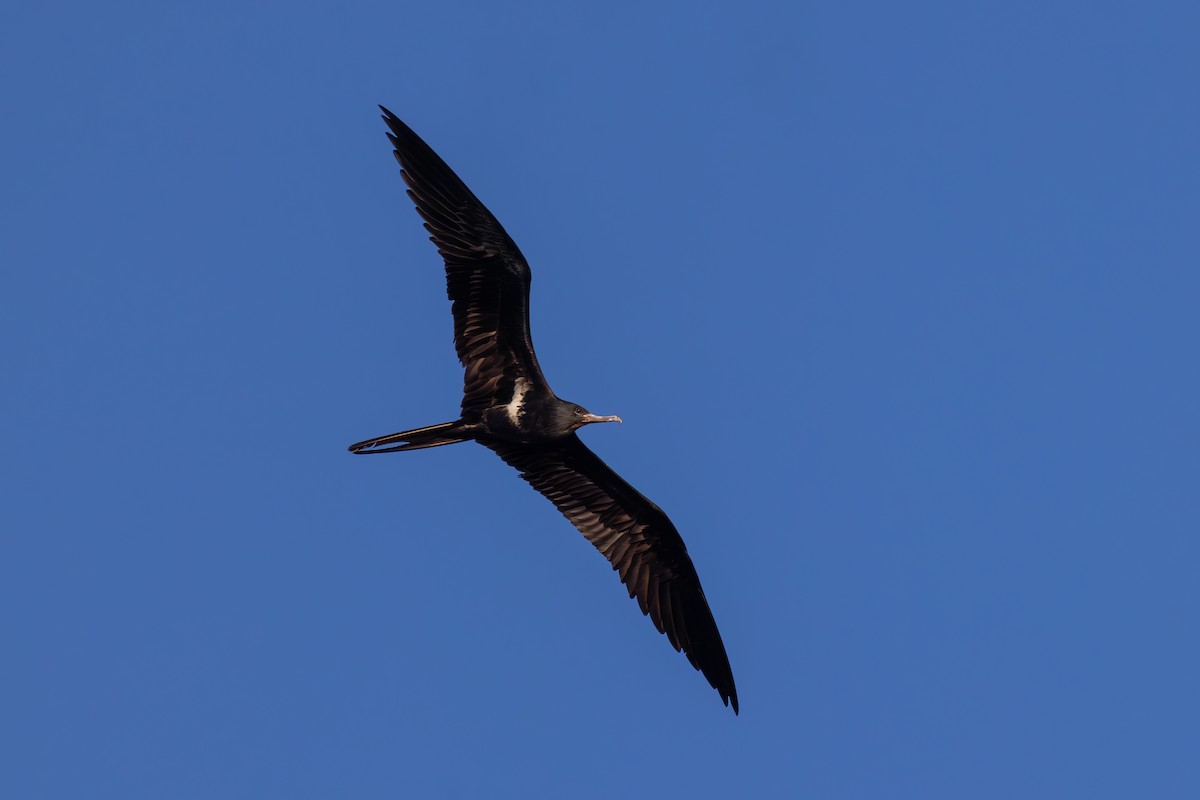 Lesser Frigatebird - ML623131239