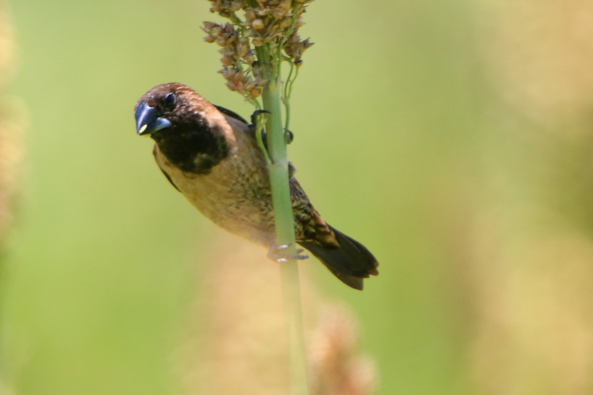 Black-throated Munia - ML623131249