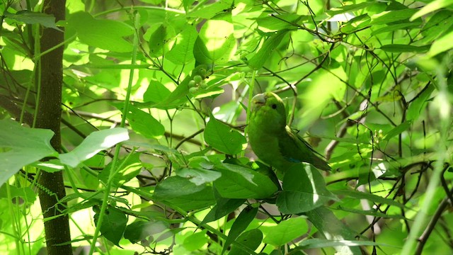 Blaubürzel-Sperlingspapagei - ML623131260