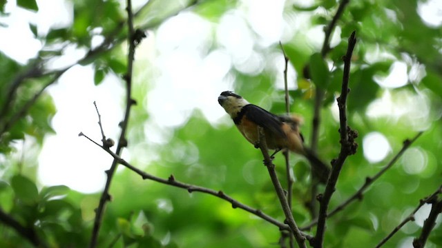 Cinnamon-rumped Seedeater - ML623131271