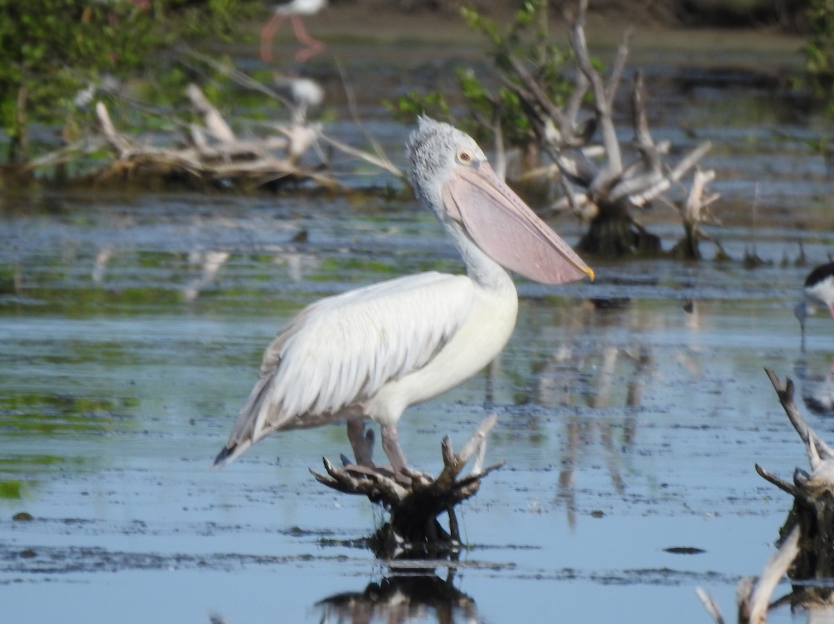 Spot-billed Pelican - ML623131278