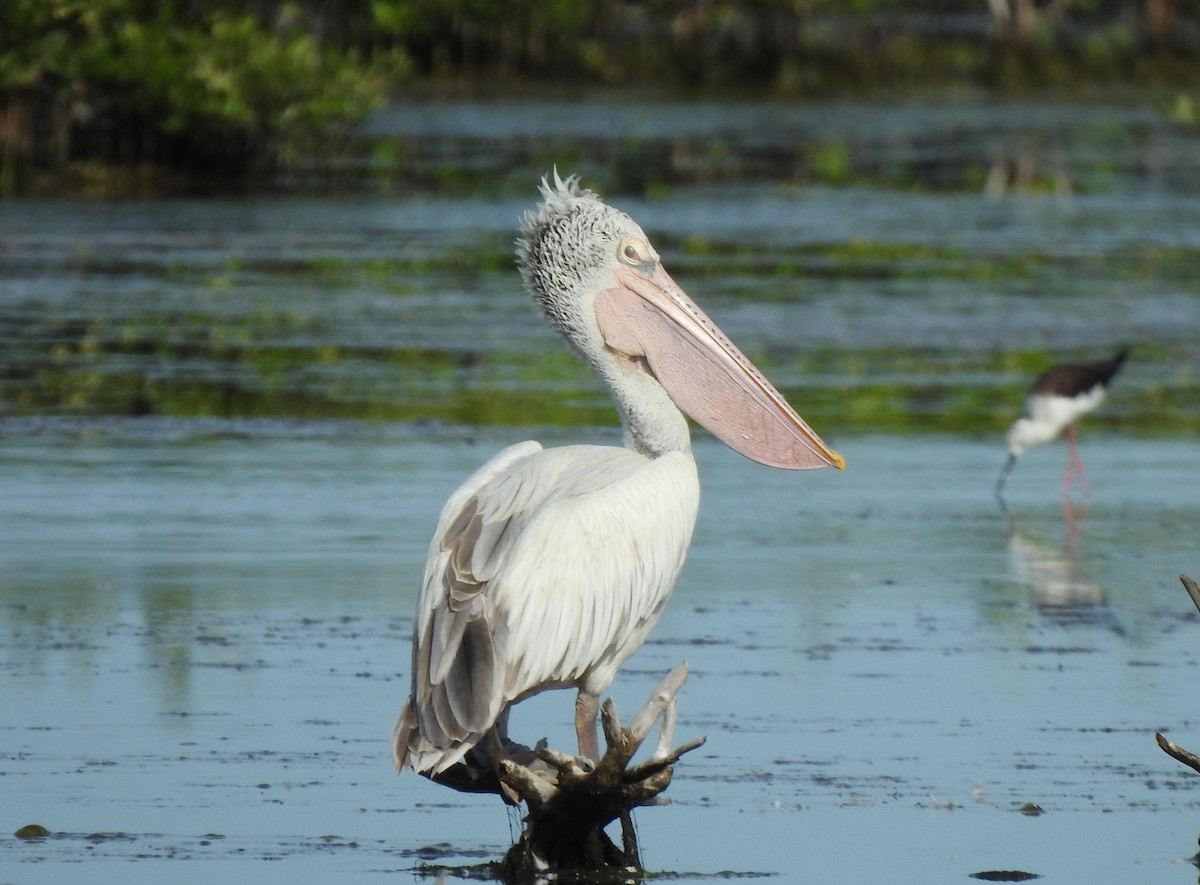 Spot-billed Pelican - ML623131280