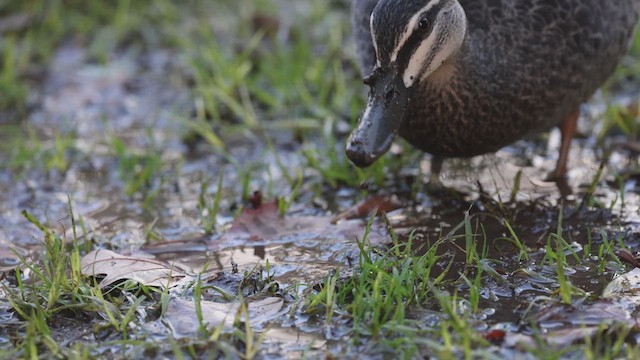 Canard à sourcils - ML623131319