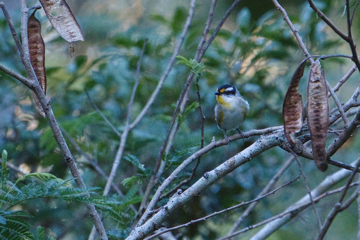 Pardalote à point jaune (groupe melanocephalus) - ML623131335