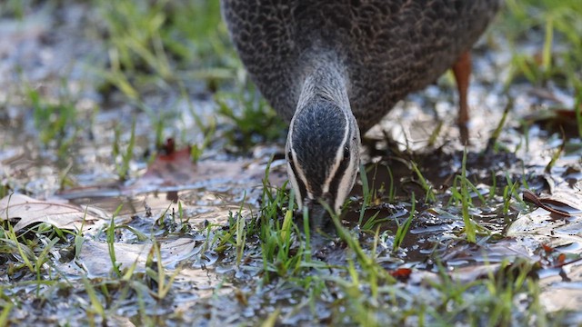 Canard à sourcils - ML623131365