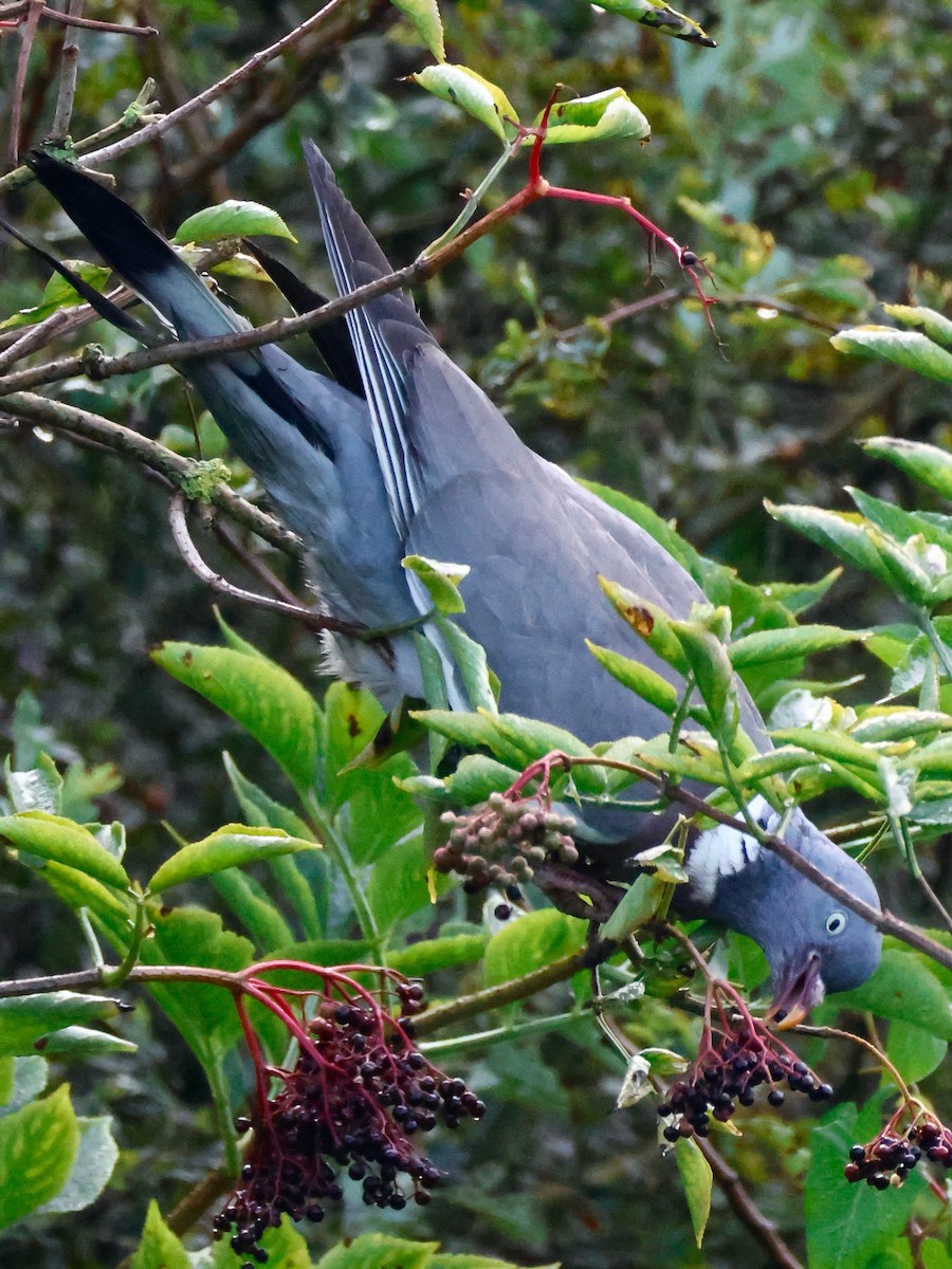 Common Wood-Pigeon - ML623131387