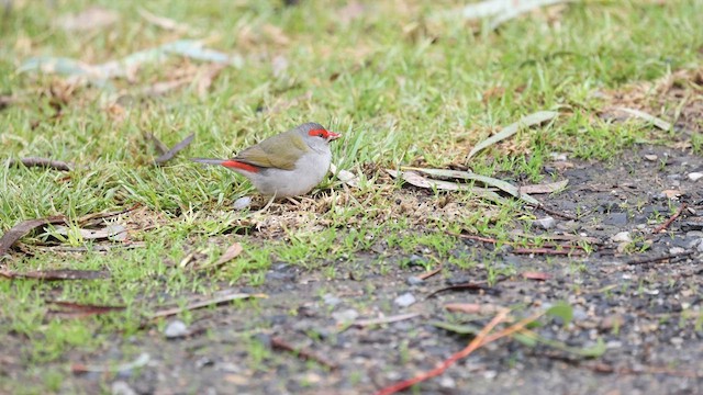 Red-browed Firetail - ML623131398