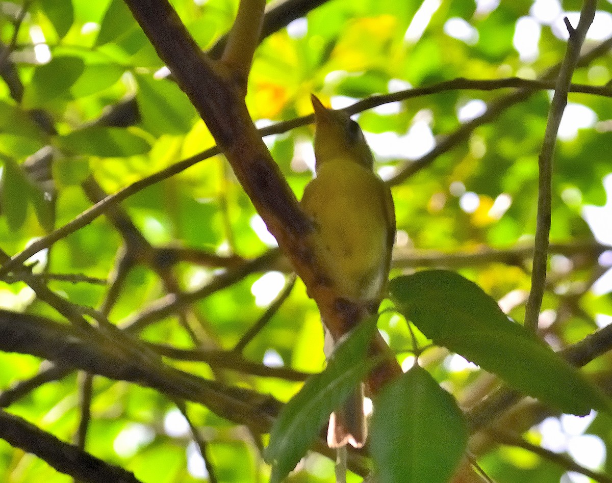 Cuban Vireo - ML623131424