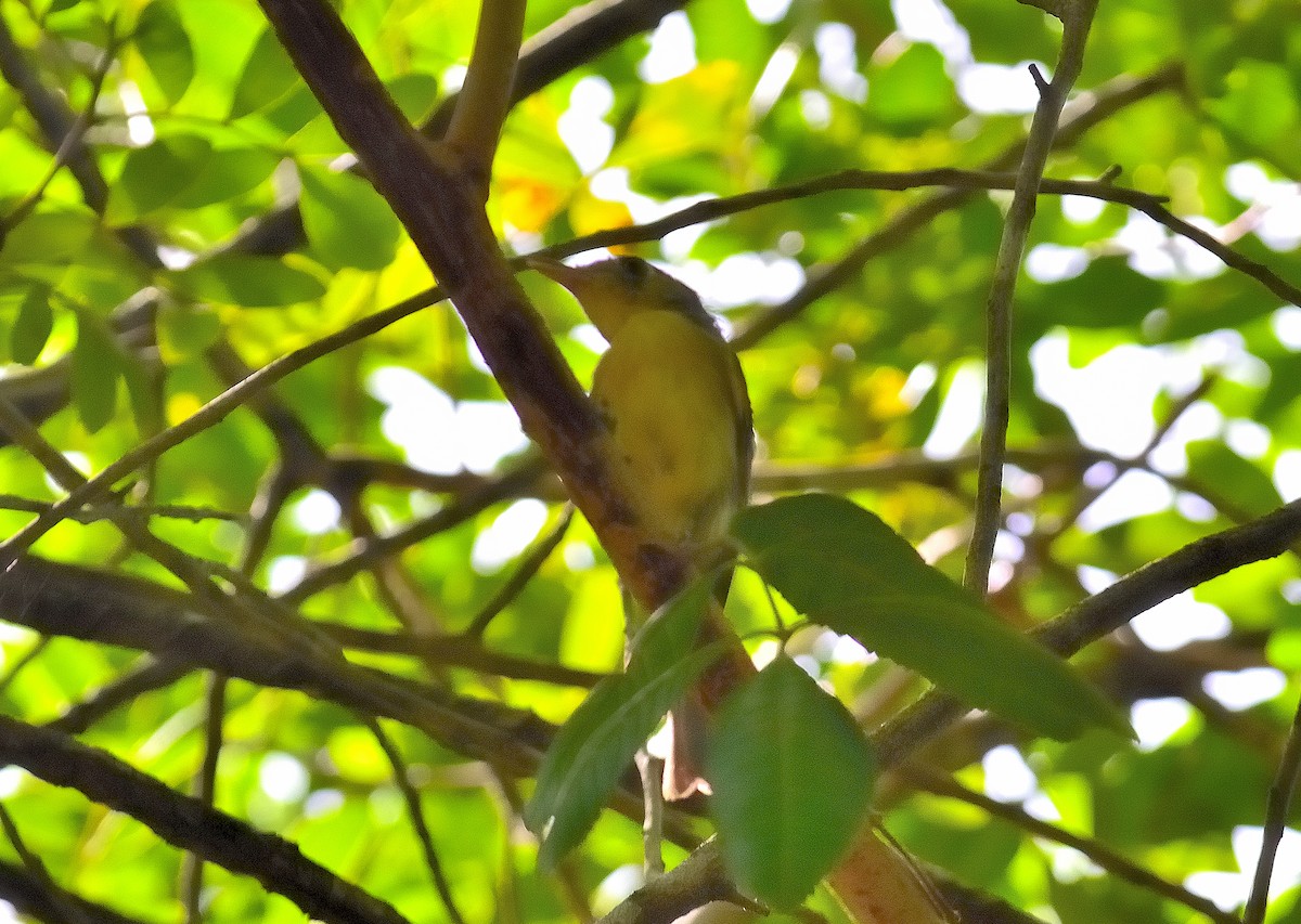 Cuban Vireo - ML623131425