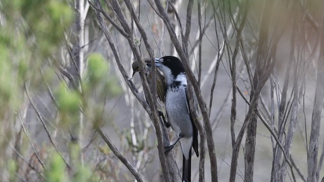 Gray Butcherbird - ML623131499