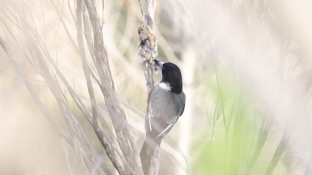Gray Butcherbird - ML623131509