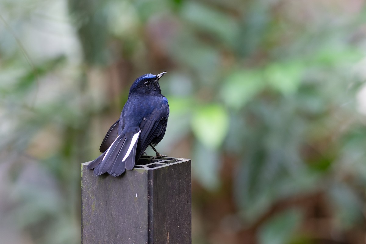 White-tailed Robin - ML623131523