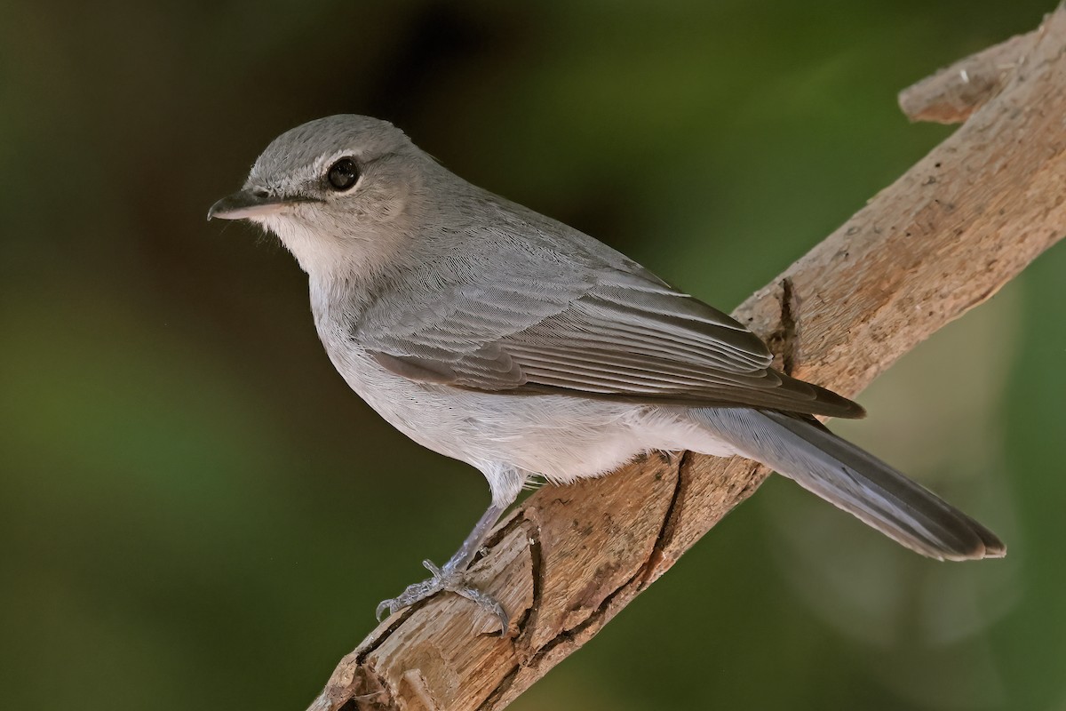 Ashy Flycatcher - ML623131541