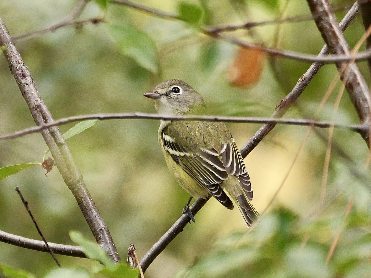 Cassin's Vireo - ML623131556