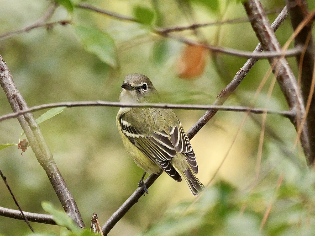 Cassin's Vireo - ML623131557