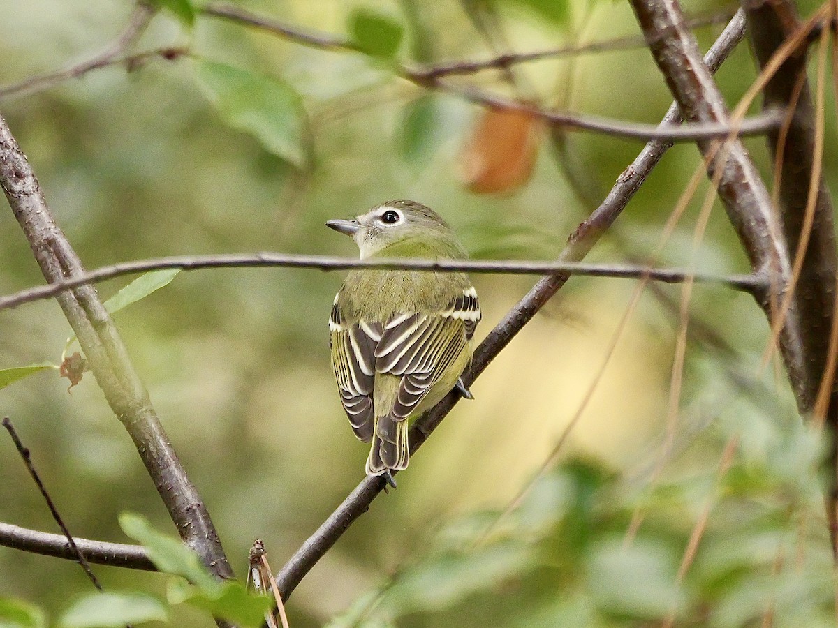 Cassin's Vireo - ML623131558