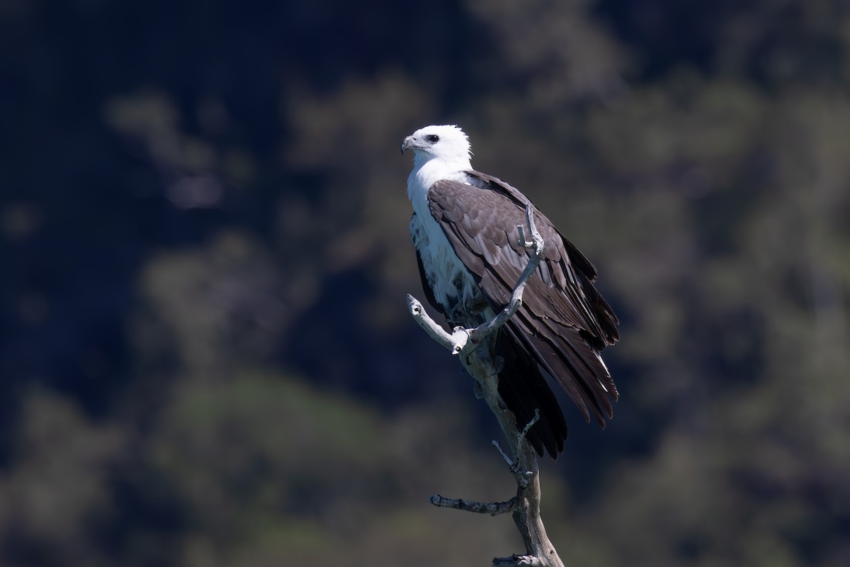 White-bellied Sea-Eagle - ML623131565