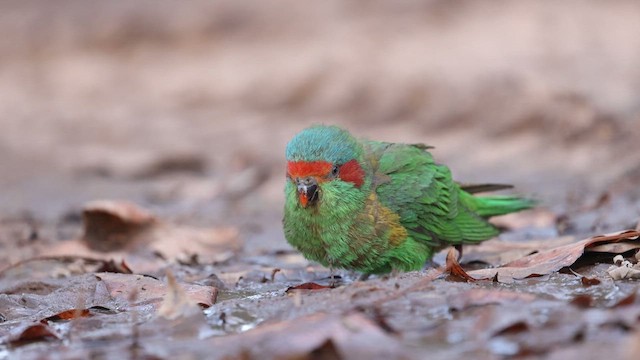 Musk Lorikeet - ML623131566
