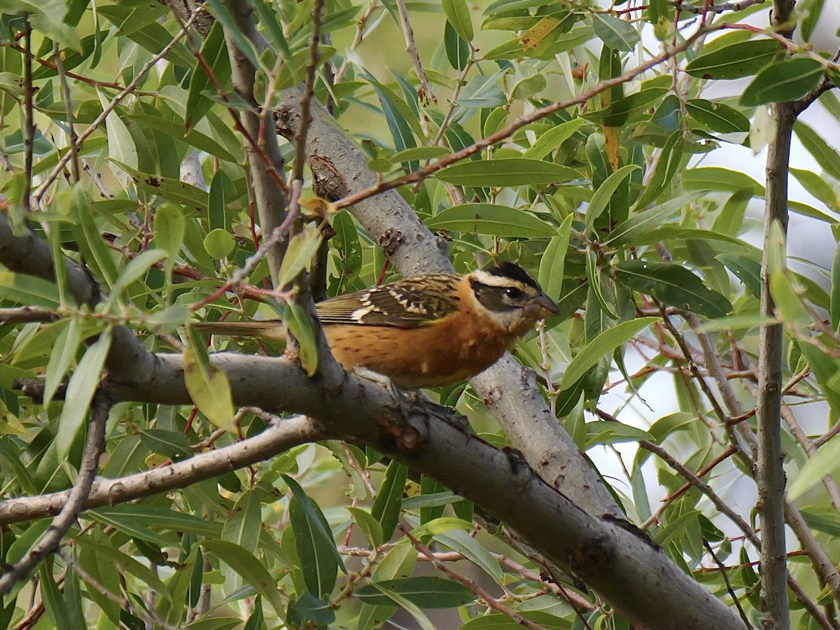 Black-headed Grosbeak - ML623131569