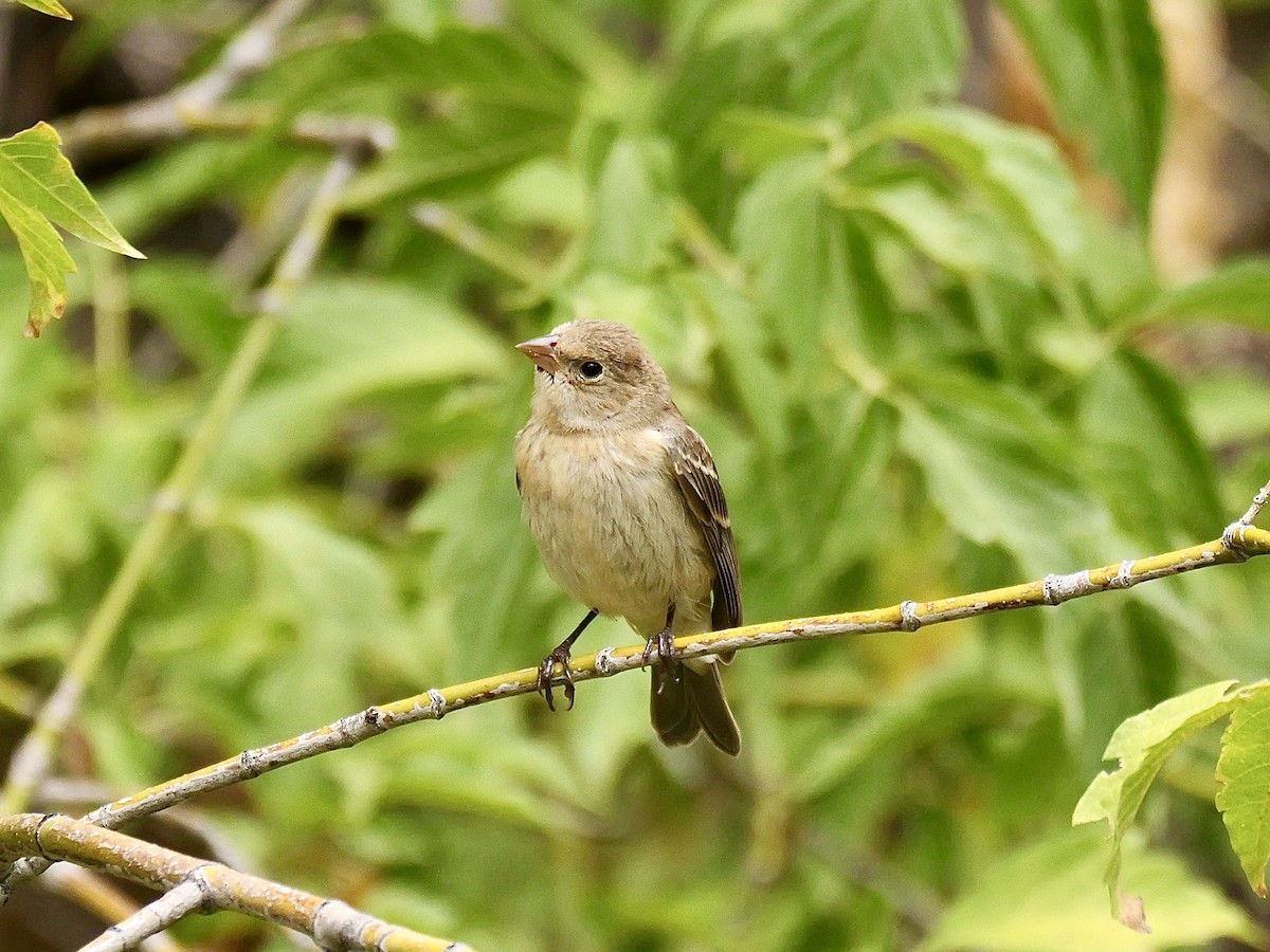 ムネアカルリノジコ - ML623131572