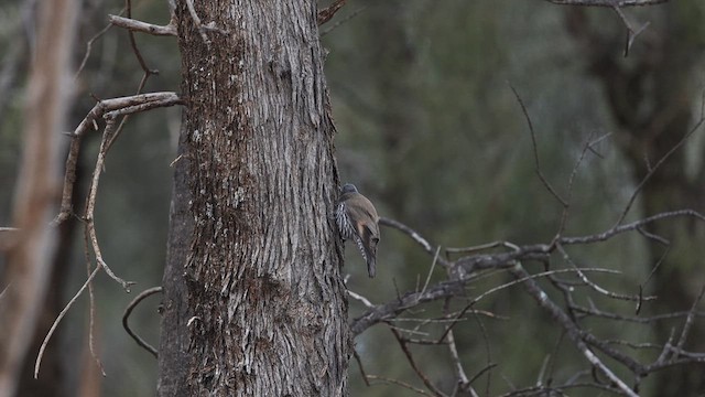 White-browed Treecreeper - ML623131677