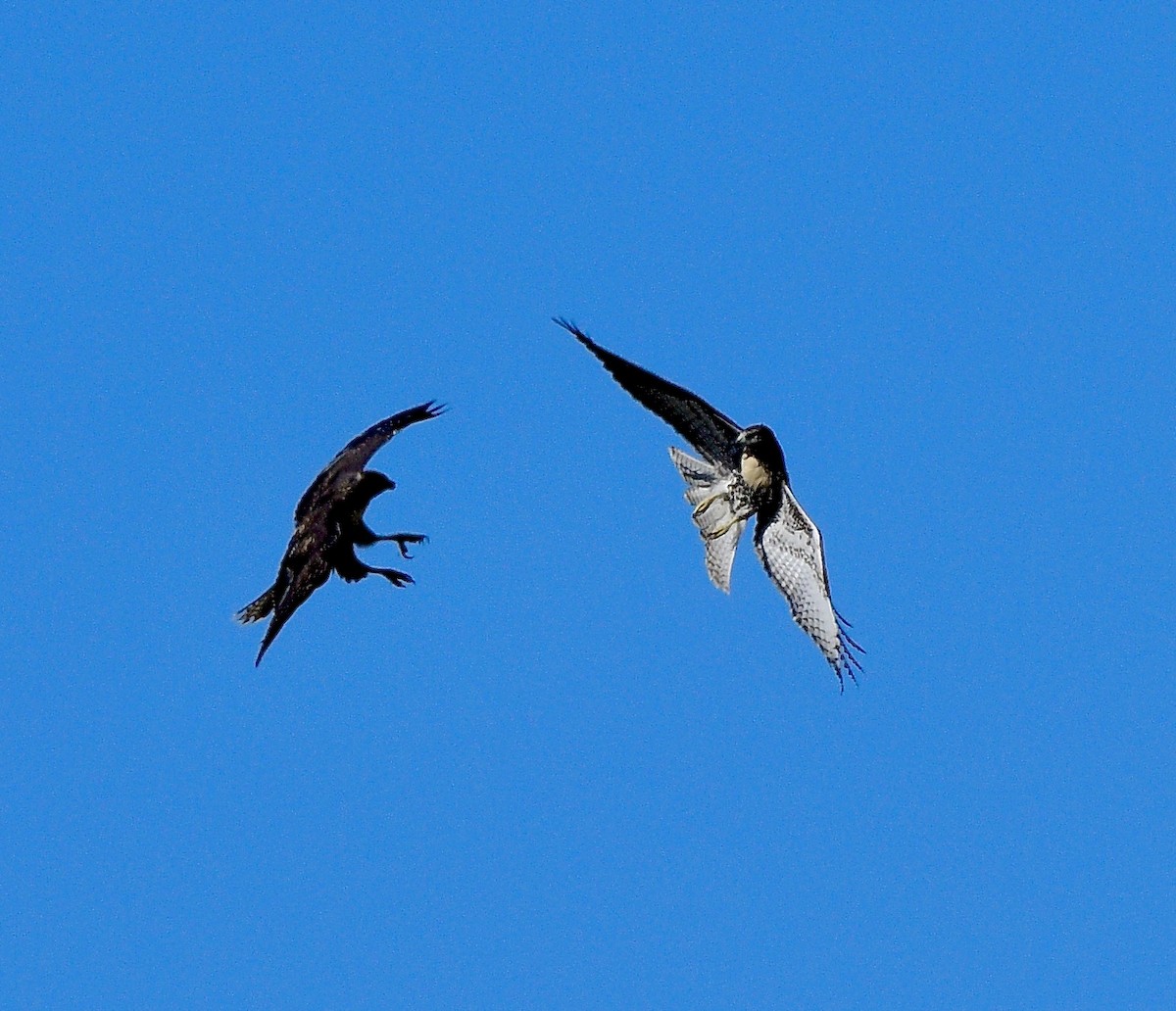 Red-tailed Hawk - ML623131685