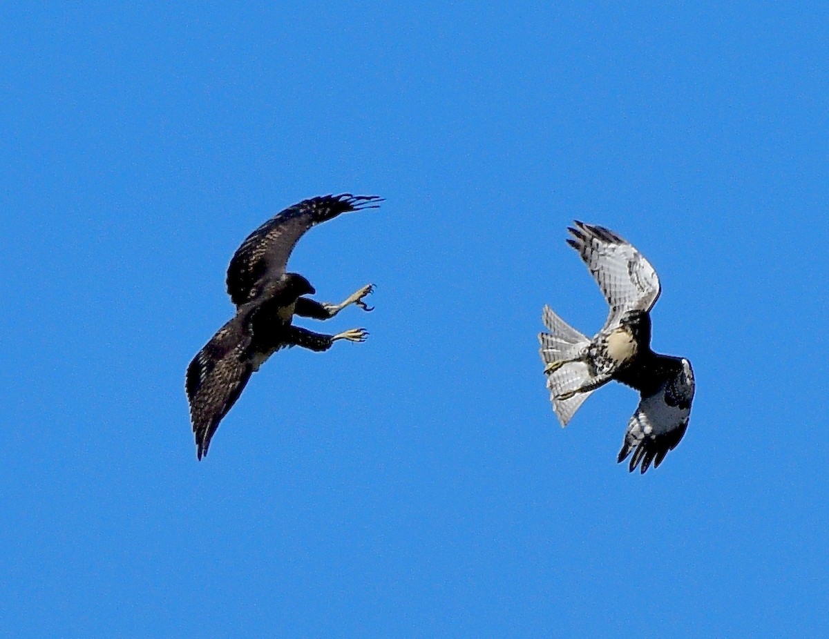 Red-tailed Hawk - ML623131686