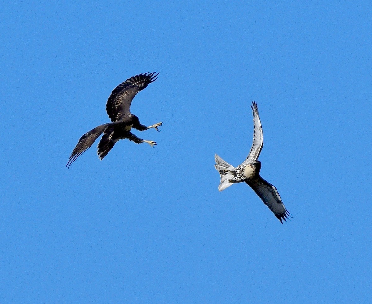 Red-tailed Hawk - ML623131687