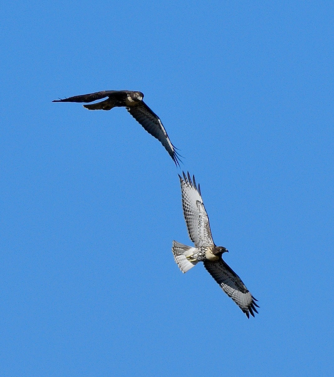 Red-tailed Hawk - ML623131691