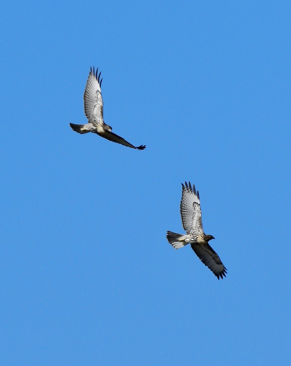 Red-tailed Hawk - ML623131692