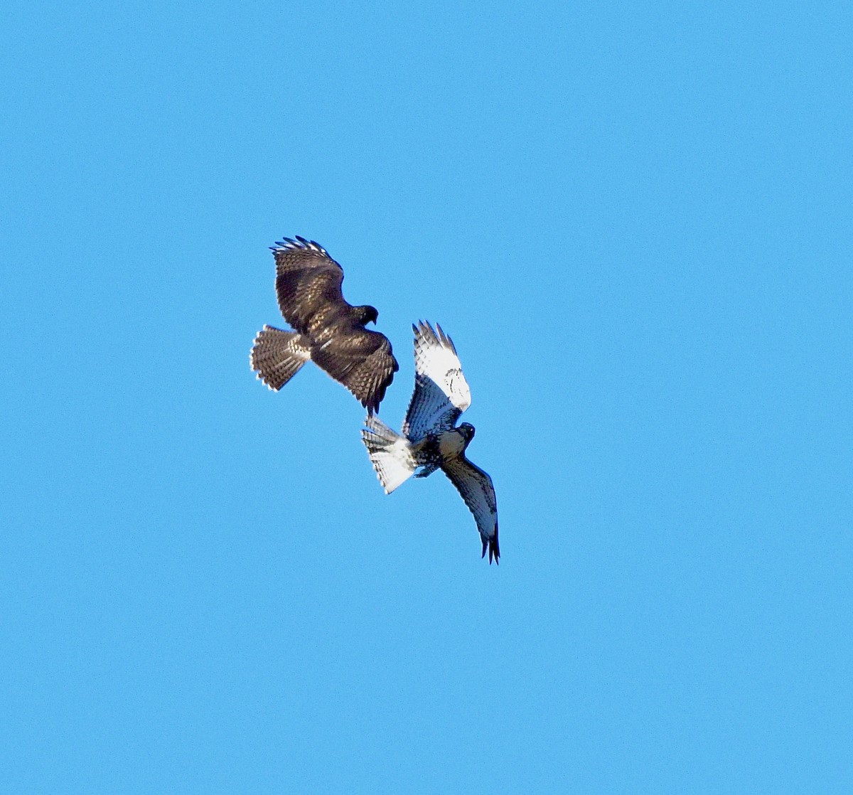 Red-tailed Hawk - ML623131695