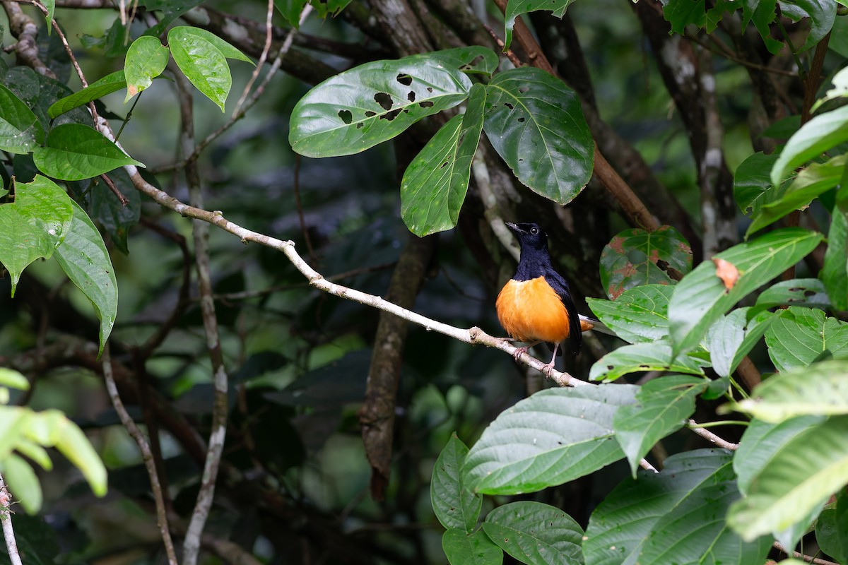 White-crowned Shama - ML623131710