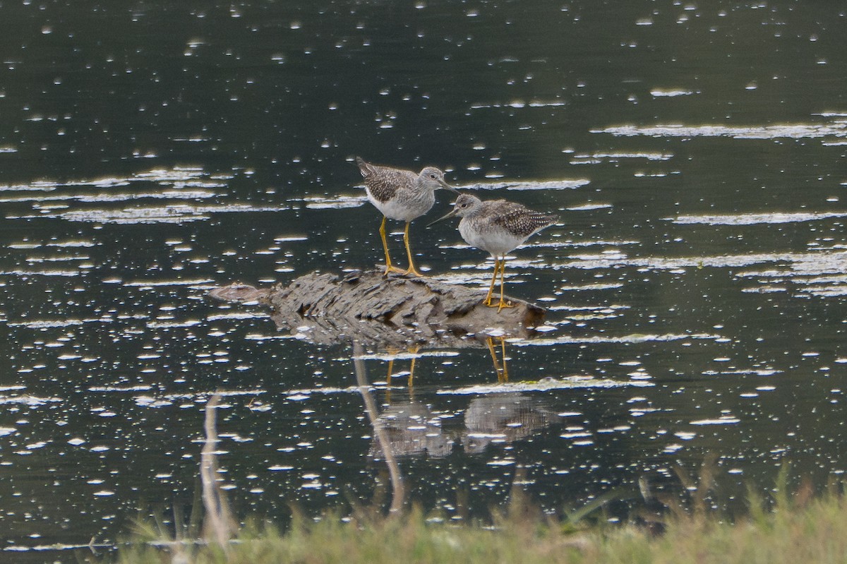 Greater Yellowlegs - ML623131768