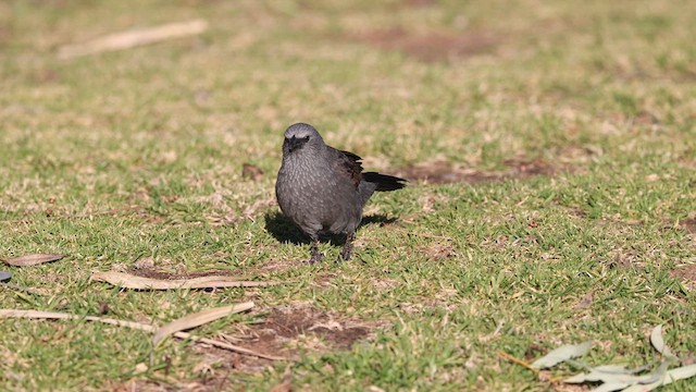 Apôtre gris - ML623131779