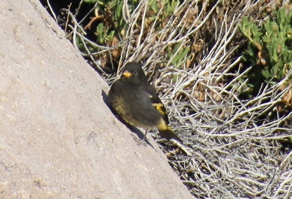 Black Siskin - María Eliana Obando