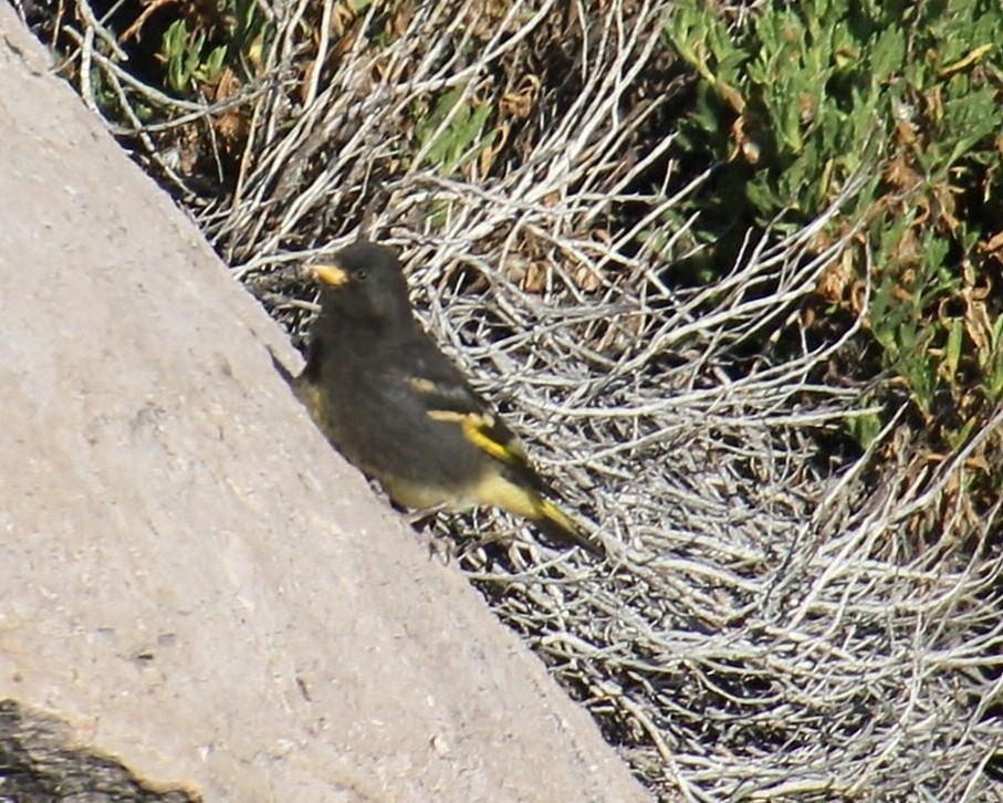 Black Siskin - ML623131796