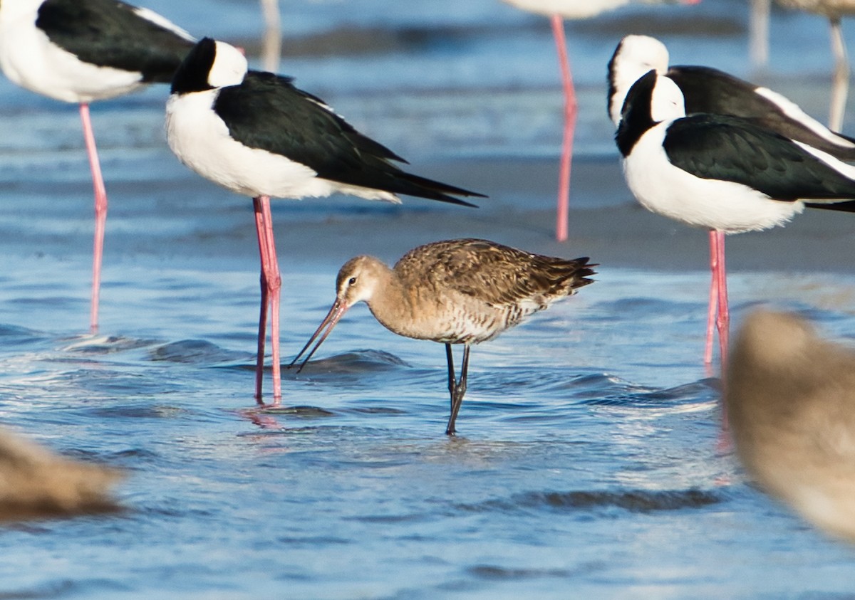 Black-tailed Godwit - Helen Leonard