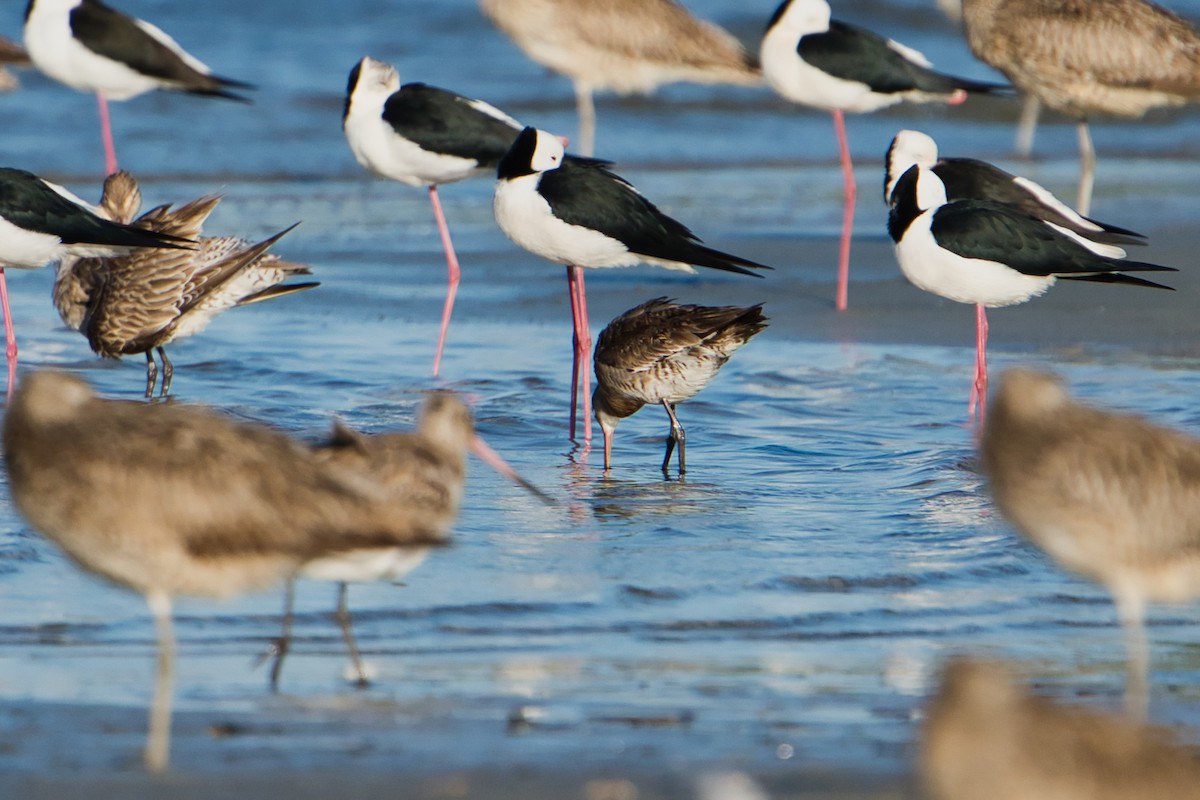 Black-tailed Godwit - Helen Leonard