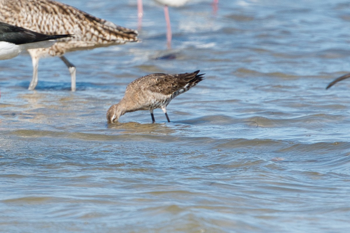 Black-tailed Godwit - Helen Leonard