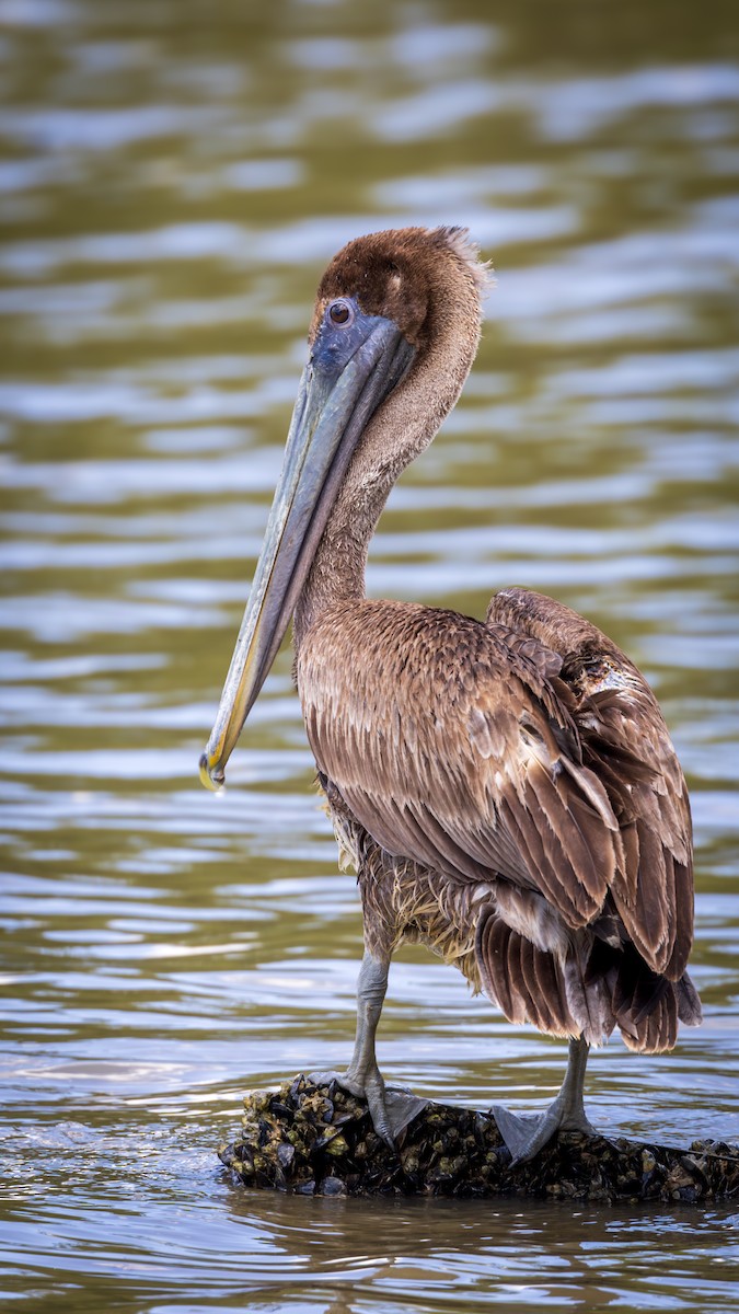 Brown Pelican - ML623131819