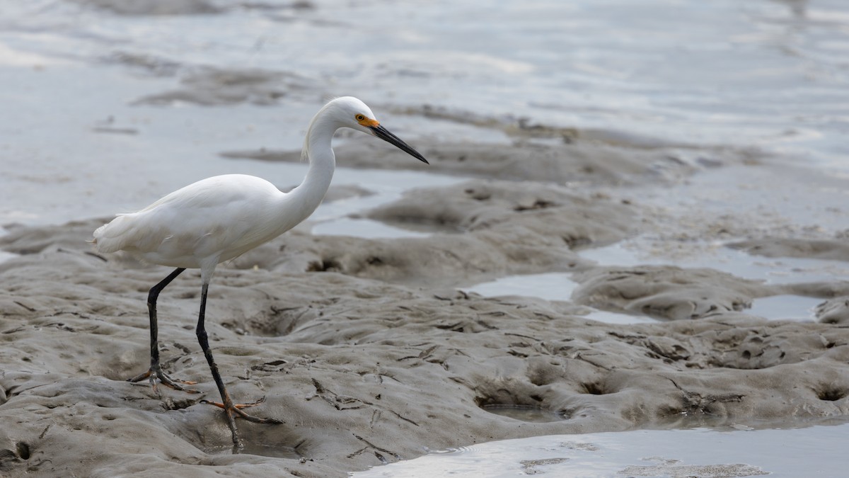 Snowy Egret - ML623131832