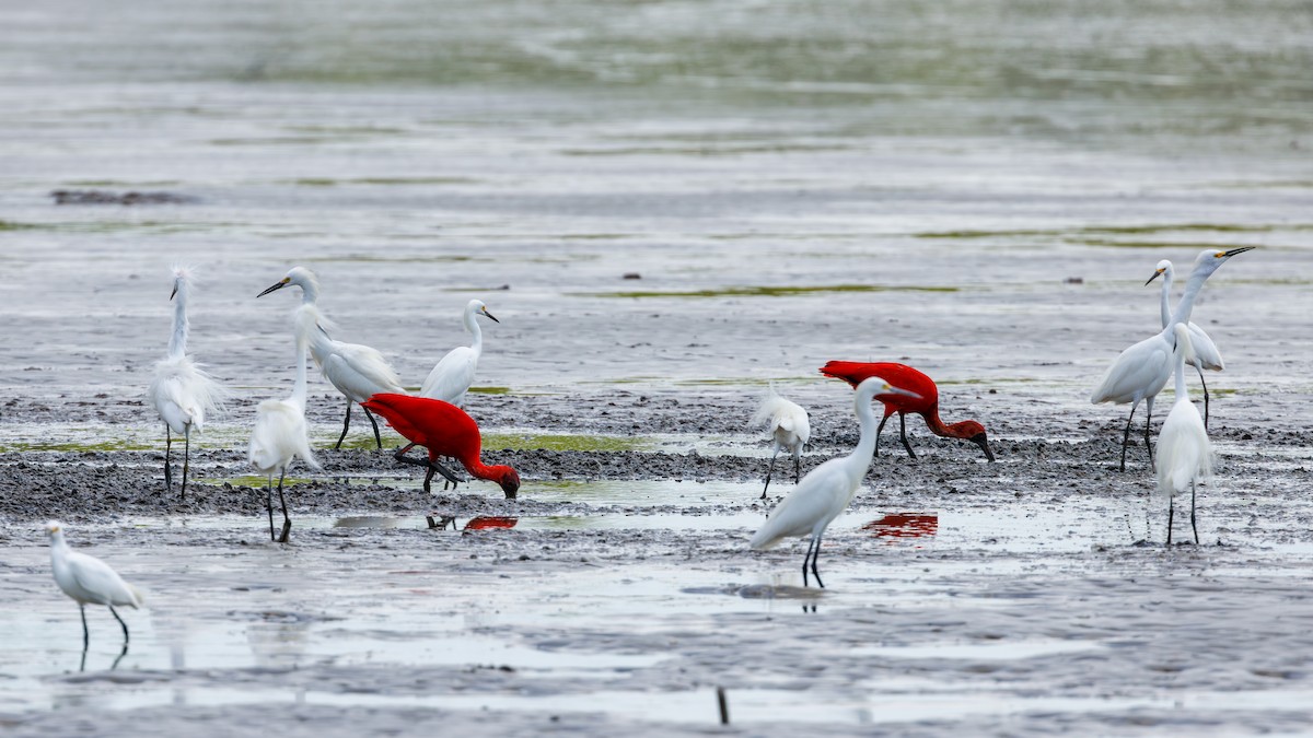 Scarlet Ibis - ML623131839