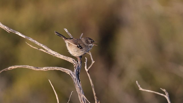 Spotted Scrubwren - ML623131859