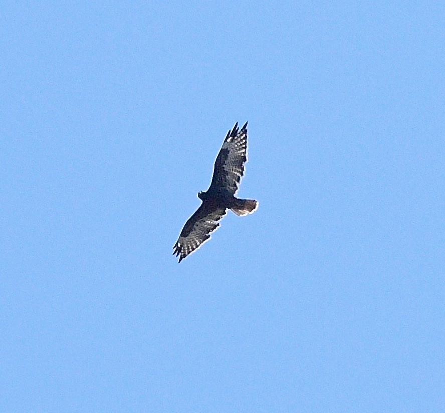 Red-tailed Hawk - ML623131885